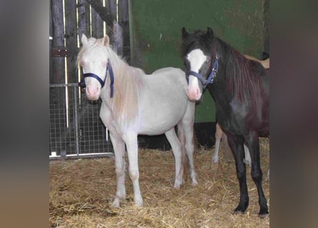 Galés-A, Caballo castrado, 2 años, Cremello