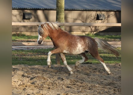 Galés-A, Caballo castrado, 3 años, 117 cm, Sabino