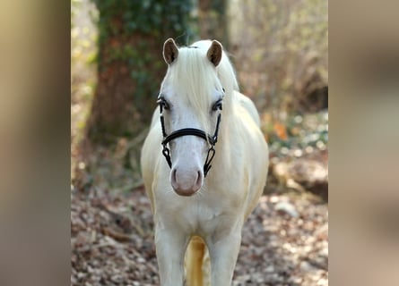 Galés-A, Caballo castrado, 3 años, 118 cm, Palomino