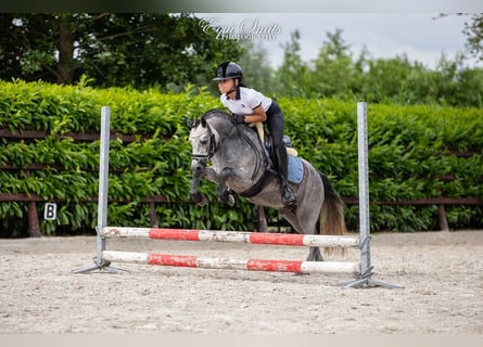 Galés-A, Caballo castrado, 3 años, 120 cm, Tordo rodado