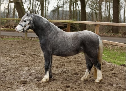 Galés-A, Caballo castrado, 3 años, 122 cm, Tordo