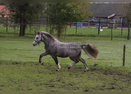 Galés-A, Caballo castrado, 3 años, Tordo