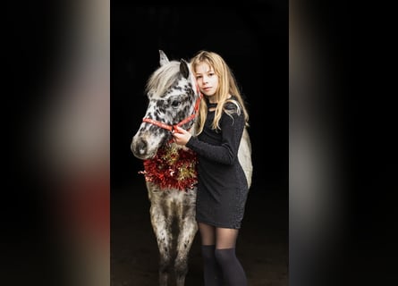 Galés-A, Caballo castrado, 4 años, 113 cm, Atigrado/Moteado