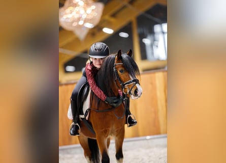 Galés-A, Caballo castrado, 4 años, 117 cm, Castaño