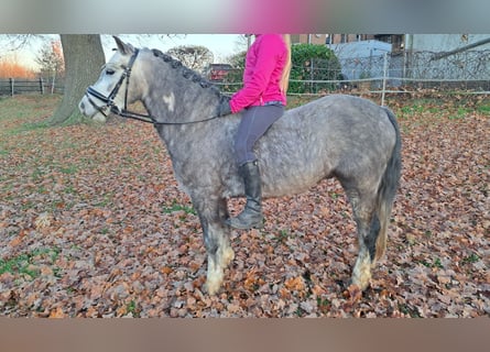 Galés-A, Caballo castrado, 4 años, 123 cm, Tordo rodado