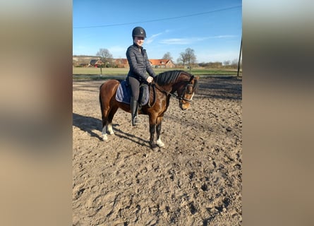 Galés-A Mestizo, Caballo castrado, 4 años, 125 cm, Castaño