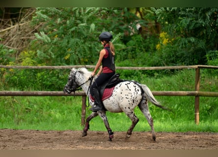 Galés-A, Caballo castrado, 5 años, 114 cm, Atigrado/Moteado