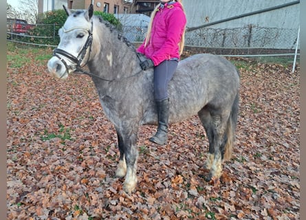 Galés-A, Caballo castrado, 5 años, 123 cm, Tordo rodado