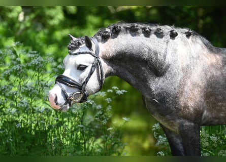 Galés-A, Caballo castrado, 5 años, 126 cm, Tordo