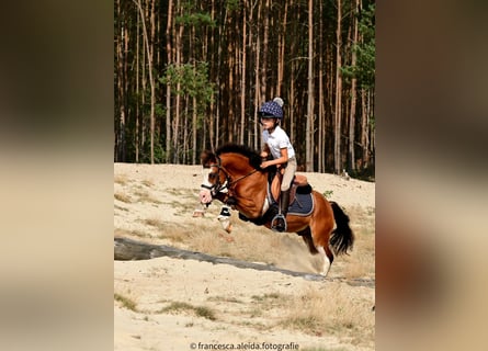 Galés-A, Caballo castrado, 6 años, 114 cm, Castaño