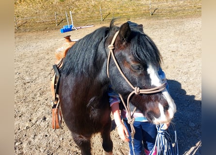 Galés-A, Caballo castrado, 6 años, 120 cm, Negro