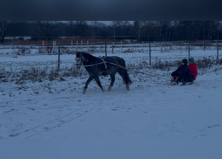 Galés-A, Caballo castrado, 6 años, 123 cm, Tordo rodado