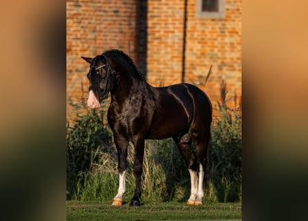 Galés-A, Caballo castrado, 6 años, 124 cm, Negro