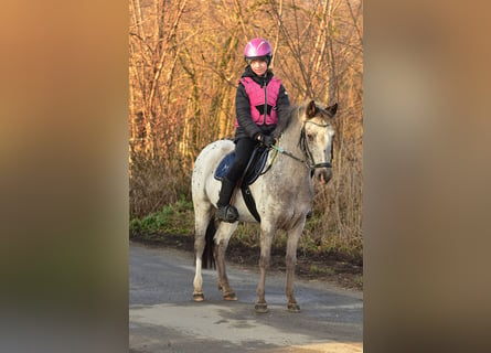 Galés-A, Caballo castrado, 7 años, 120 cm, Atigrado/Moteado