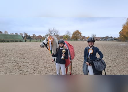 Galés-A, Caballo castrado, 7 años, 128 cm, Tordo