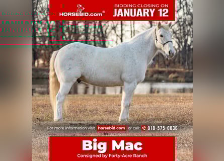 Galés-A, Caballo castrado, 7 años, Tordo