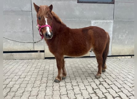 Galés-A Mestizo, Caballo castrado, 8 años, 115 cm, Alazán