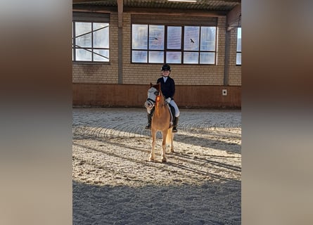 Galés-A, Caballo castrado, 8 años, 125 cm, Red Dun/Cervuno