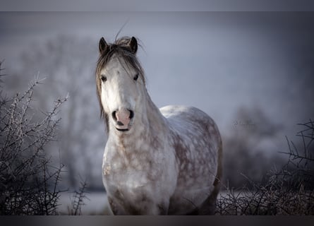 Galés-A, Caballo castrado, 9 años, 121 cm, Tordo