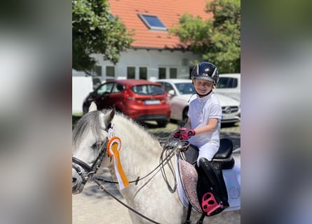 Galés-A, Caballo castrado, 9 años, 121 cm, Tordo