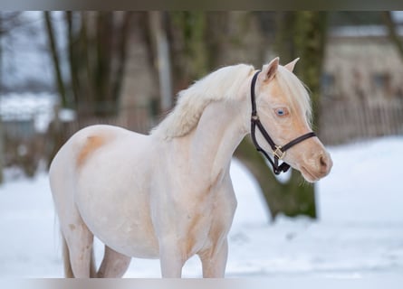 Galés-A, Semental, 2 años, 109 cm, Cremello