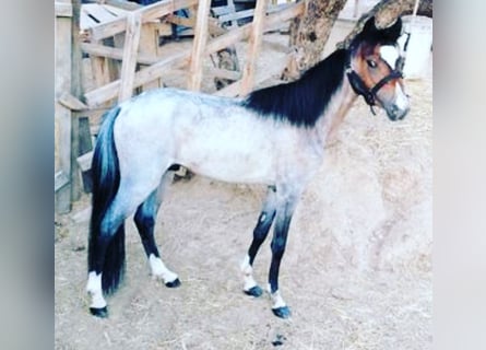 Galés-A Mestizo, Semental, 2 años, 110 cm