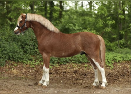 Galés-A, Semental, 3 años, 121 cm, Alazán