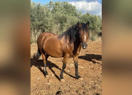 Galés-A, Yegua, 17 años, 125 cm, Castaño