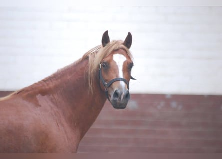 Galés-A Mestizo, Yegua, 17 años, 128 cm, Alazán