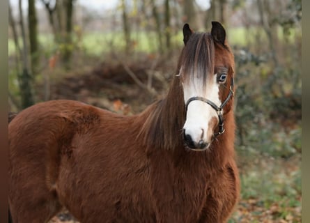 Galés-A, Yegua, 1 año, 121 cm, Castaño