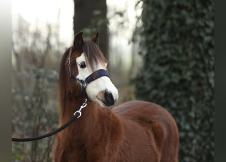 Galés-A, Yegua, 1 año, 121 cm, Castaño