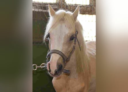 Galés-A, Yegua, 2 años, Palomino