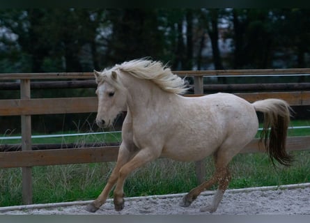 Galés-A, Yegua, 3 años, 115 cm, Palomino