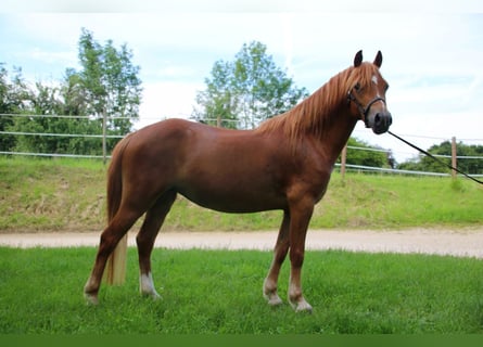 Galés-A, Yegua, 3 años, 122 cm, Alazán