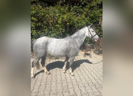 Galés-A, Yegua, 4 años, 119 cm, Tordo