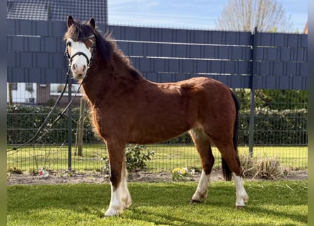 Galés-A, Yegua, 5 años, 117 cm, Castaño