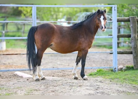 Galés-A, Yegua, 7 años, 115 cm, Castaño