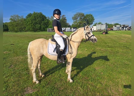 Galés-A, Yegua, 7 años, 123 cm, Palomino