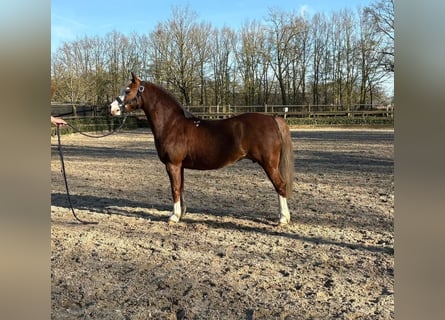 Galés-A, Yegua, 8 años, 121 cm, Alazán