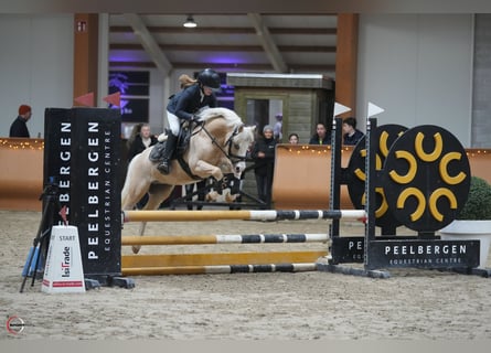 Galés B, Caballo castrado, 11 años, 125 cm, Palomino