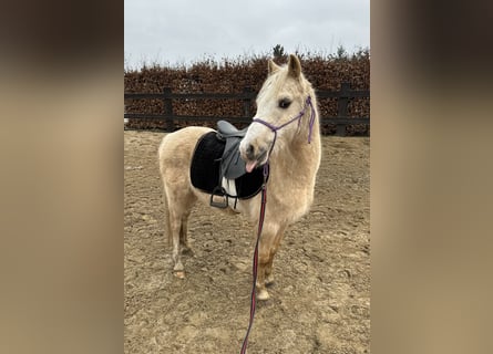 Galés B, Caballo castrado, 14 años, 130 cm, Palomino