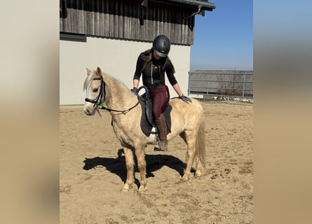 Galés B, Caballo castrado, 14 años, 130 cm, Palomino