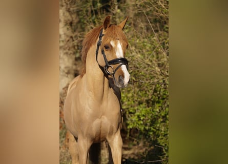 Galés B, Caballo castrado, 14 años, 131 cm, Alazán