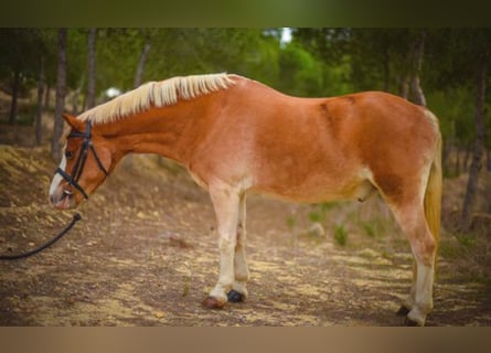 Galés B, Caballo castrado, 15 años, 117 cm