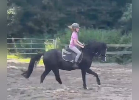 Galés B, Caballo castrado, 16 años, 132 cm, Negro
