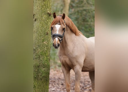 Galés B, Caballo castrado, 18 años, 134 cm, Alazán