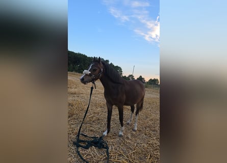 Galés B, Caballo castrado, 1 año, 114 cm, Castaño