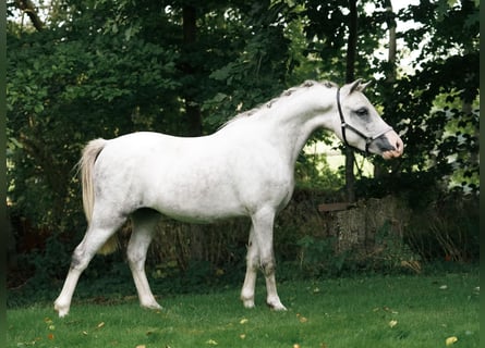 Galés B, Caballo castrado, 2 años, 115 cm, Tordo