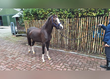 Galés B, Caballo castrado, 2 años, 124 cm, Alazán-tostado
