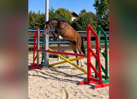 Galés B, Caballo castrado, 2 años, 130 cm, Castaño
